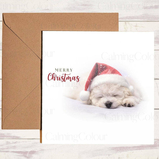 Bichon Frise with Red Santa Hat Sleeping at Christmas | Calming Colour